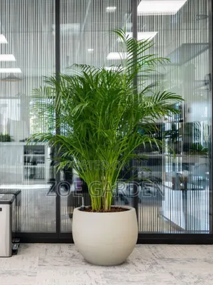 Cane Palm/Areca Palm