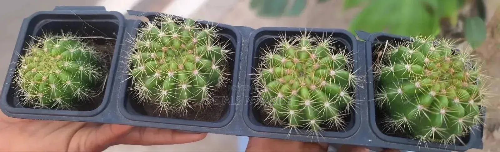 Cactus for Sales