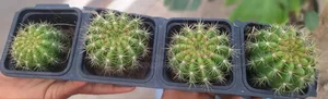 Cactus for Sales