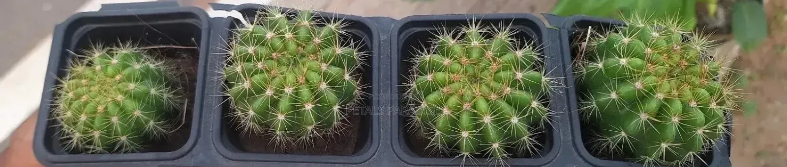 Cactus for Sales