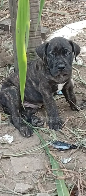 1-3 months Male Purebred Boerboel