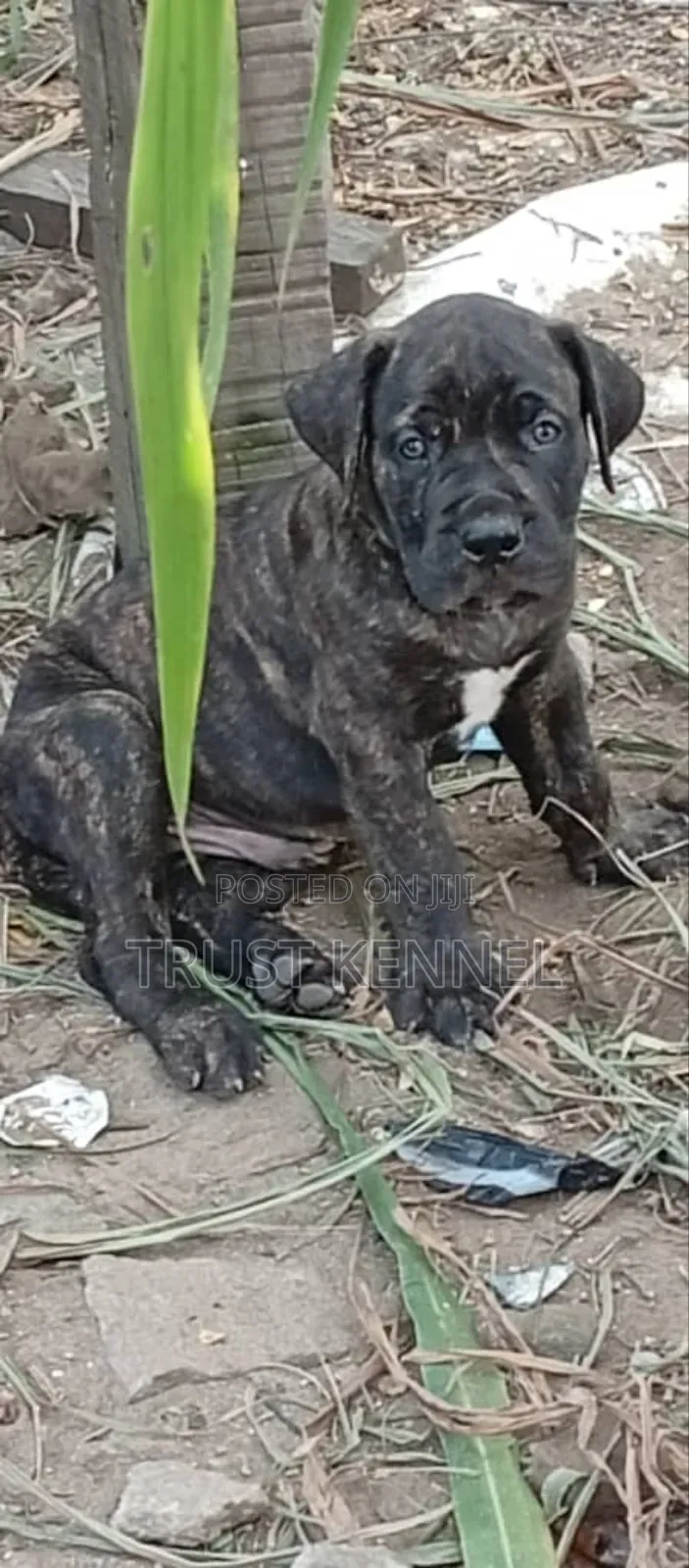 1-3 months Male Purebred Boerboel