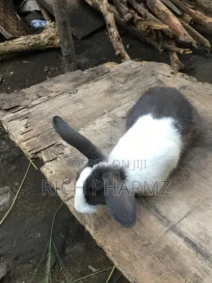 Rabbit for Sale