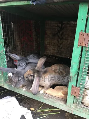 Rabbit for Sale