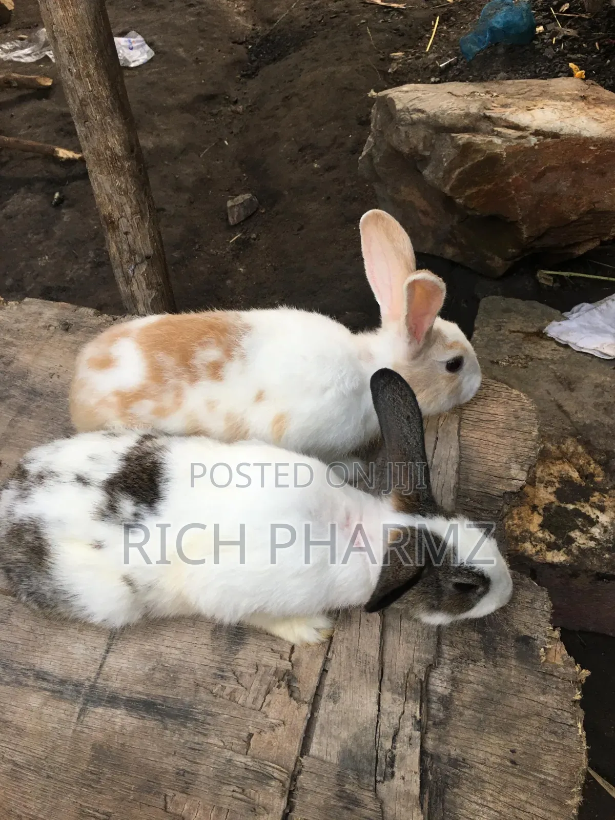 Rabbit for Sale