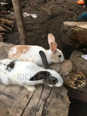 Rabbit for Sale