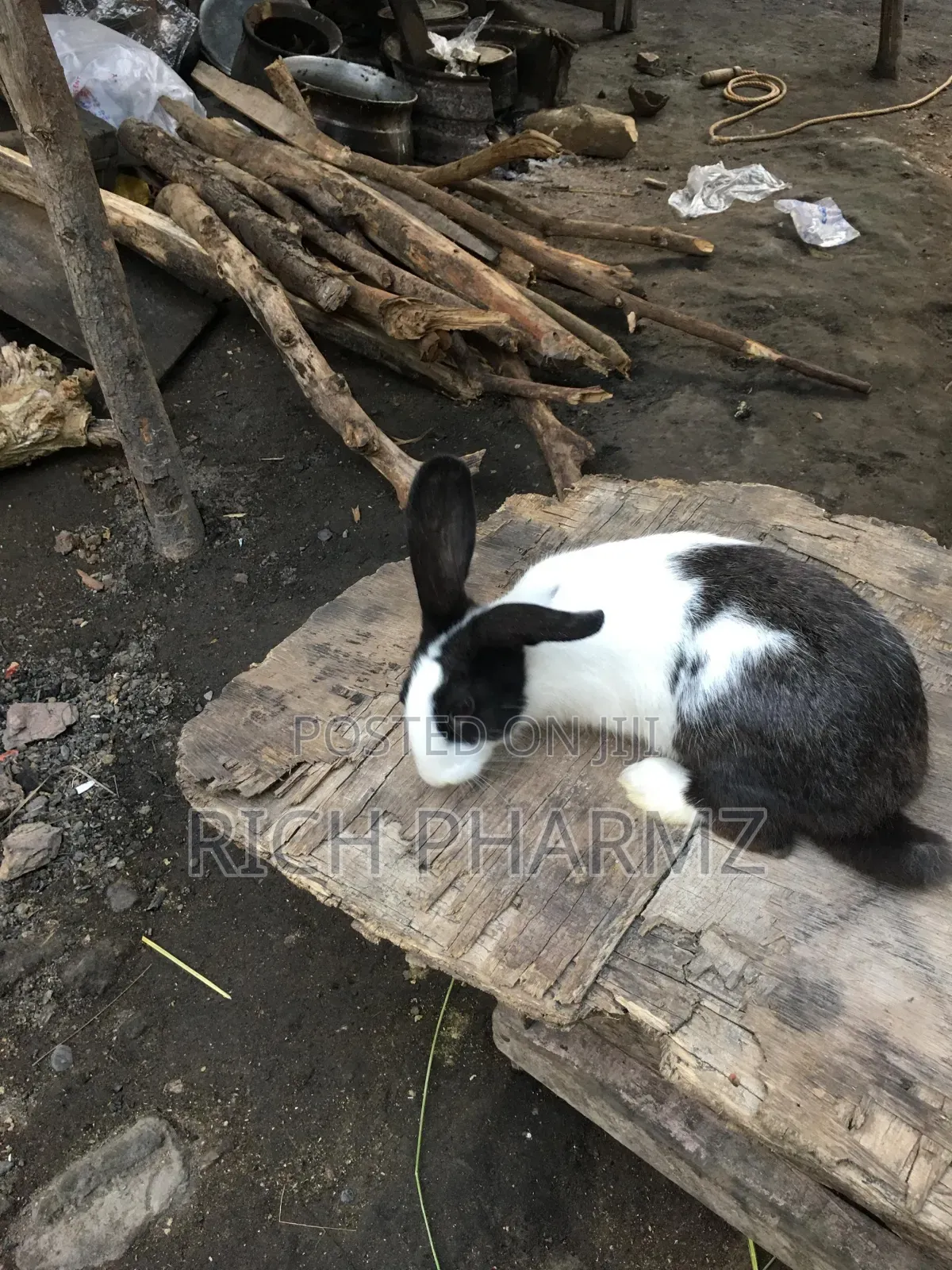 Rabbit for Sale