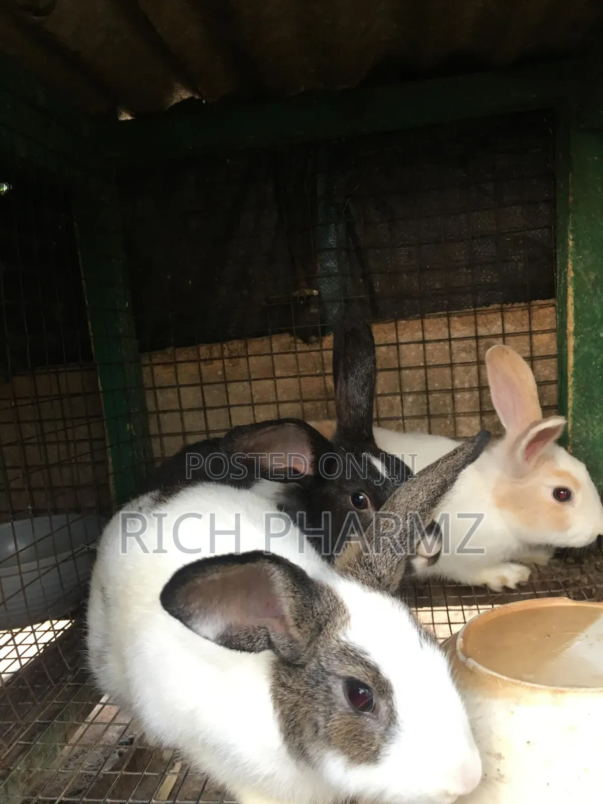 Rabbit for Sale