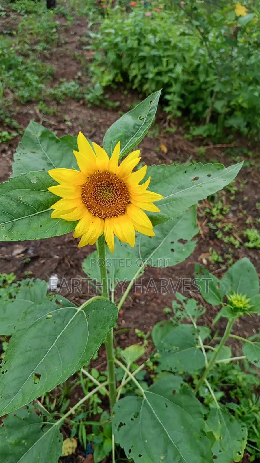 Sunflower Seeds for Planting