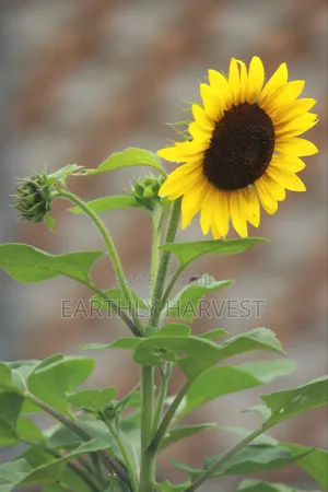 Sunflower Seeds for Planting