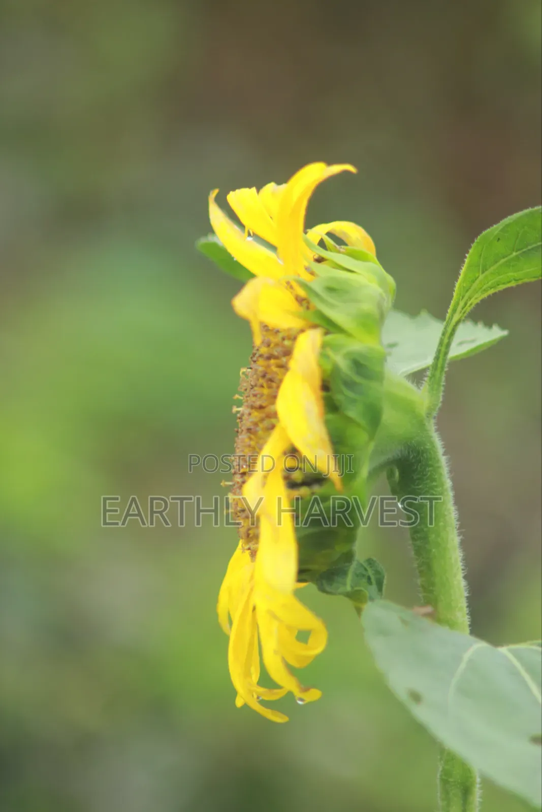 Sunflower Seeds for Planting