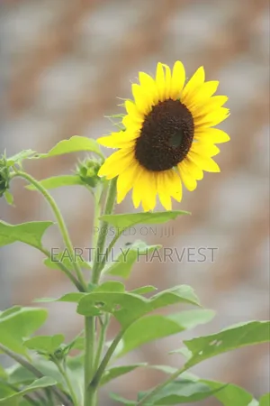 Sunflower Seeds for Planting