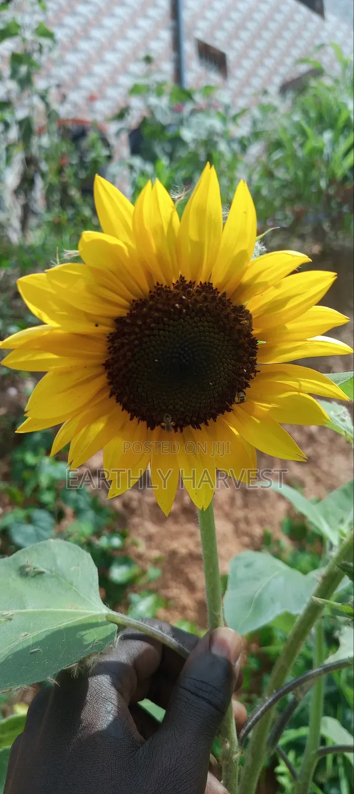 Sunflower Seeds for Planting