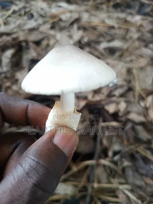 Domo | Volvariela Volvacea Mushroom Spawn/Seed