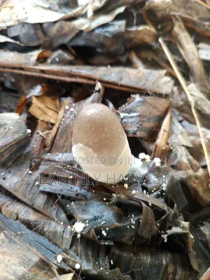 Domo | Volvariela Volvacea Mushroom Spawn/Seed