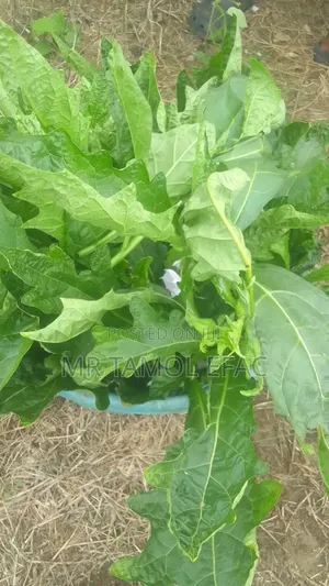 Farm Workers/ Farm Hands