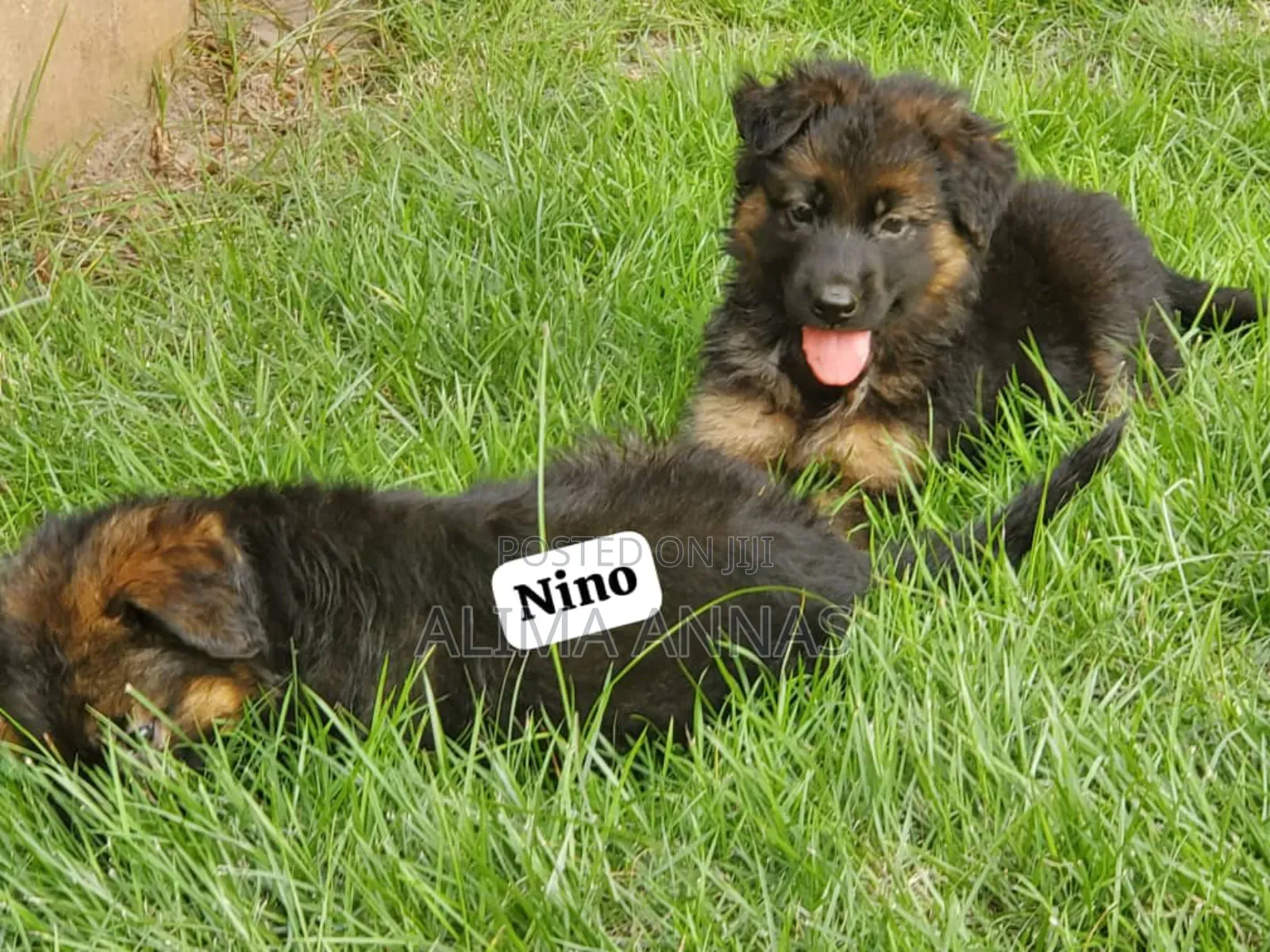 1-3 months Female Purebred German Shepherd