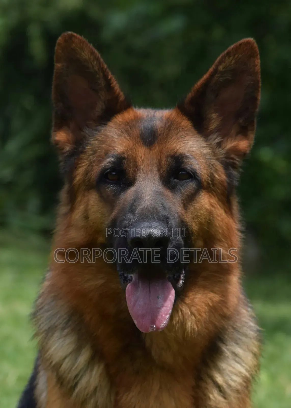 6-12 months Female Purebred German Shepherd