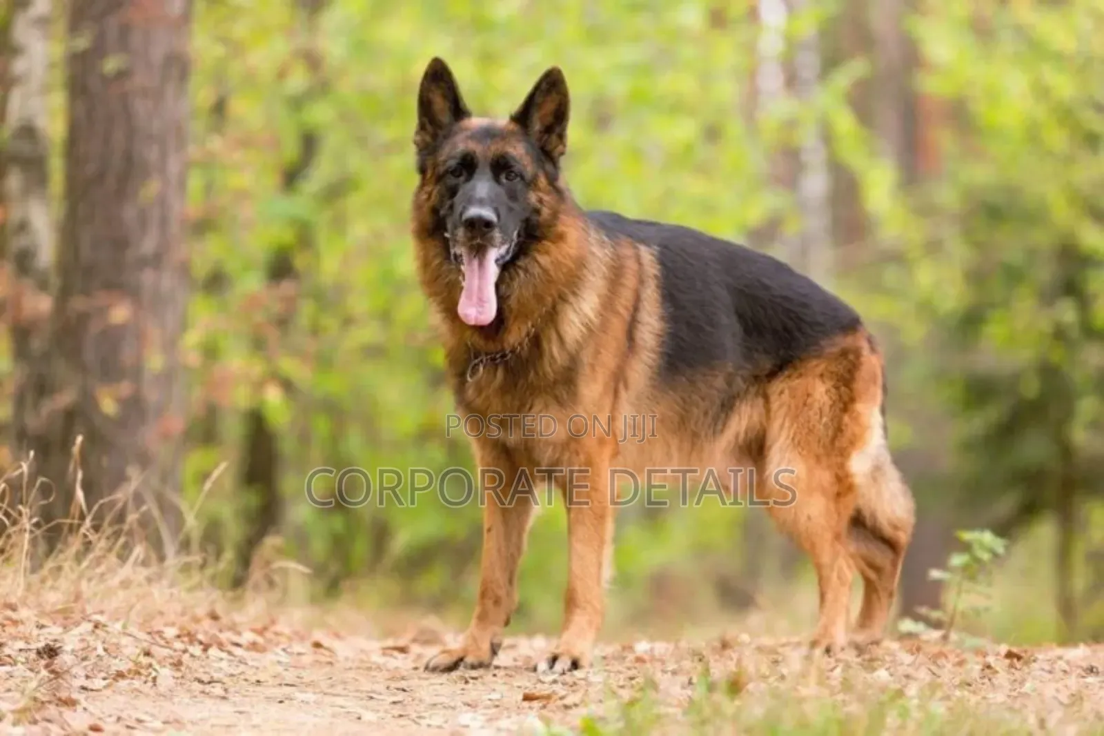 6-12 months Female Purebred German Shepherd