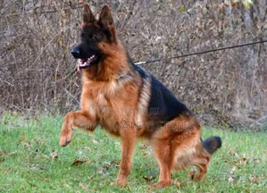 6-12 months Female Purebred German Shepherd