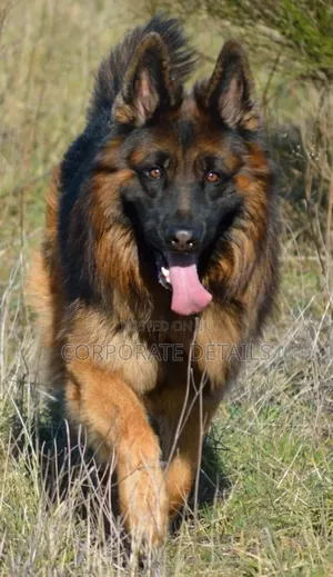 6-12 months Female Purebred German Shepherd