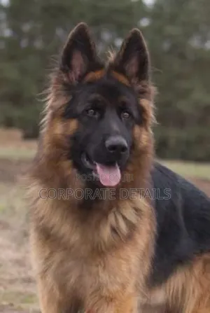 6-12 months Female Purebred German Shepherd