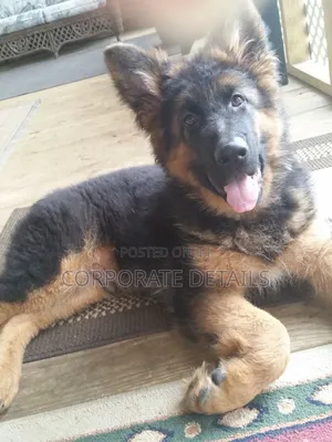 6-12 months Female Purebred German Shepherd