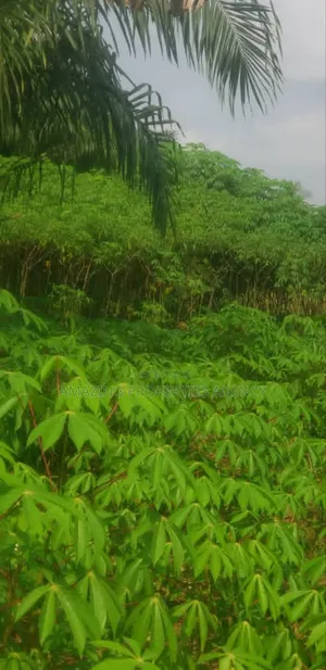 1000acres Of Land For Sale At Dawenya Central University