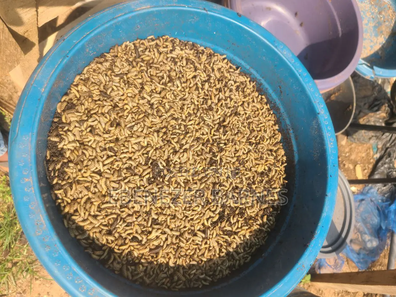 Bsf Larvae For Sale