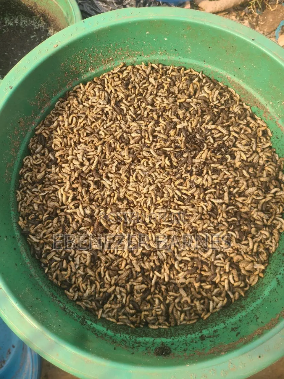 Bsf Larvae For Sale