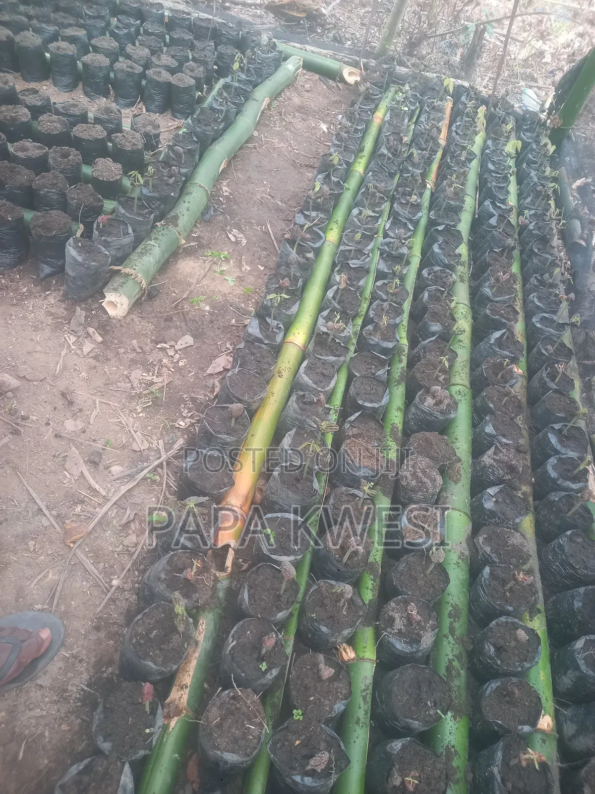Trinitario Hybrid Cocoa of Criollo and Forastero Seedlings