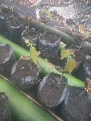Trinitario Hybrid Cocoa of Criollo and Forastero Seedlings