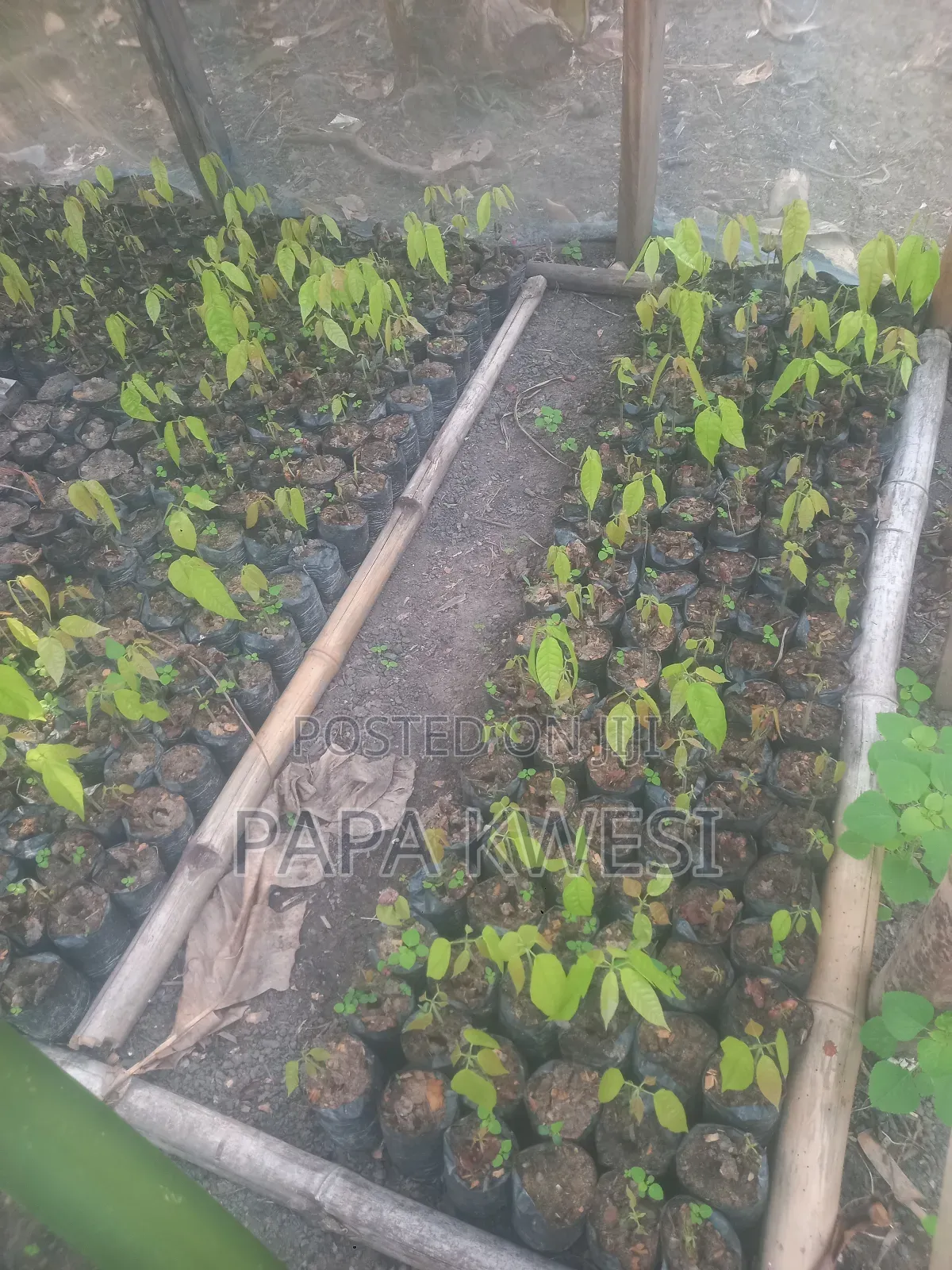 Trinitario Hybrid Cocoa of Criollo and Forastero Seedlings