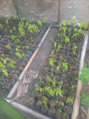 Trinitario Hybrid Cocoa of Criollo and Forastero Seedlings