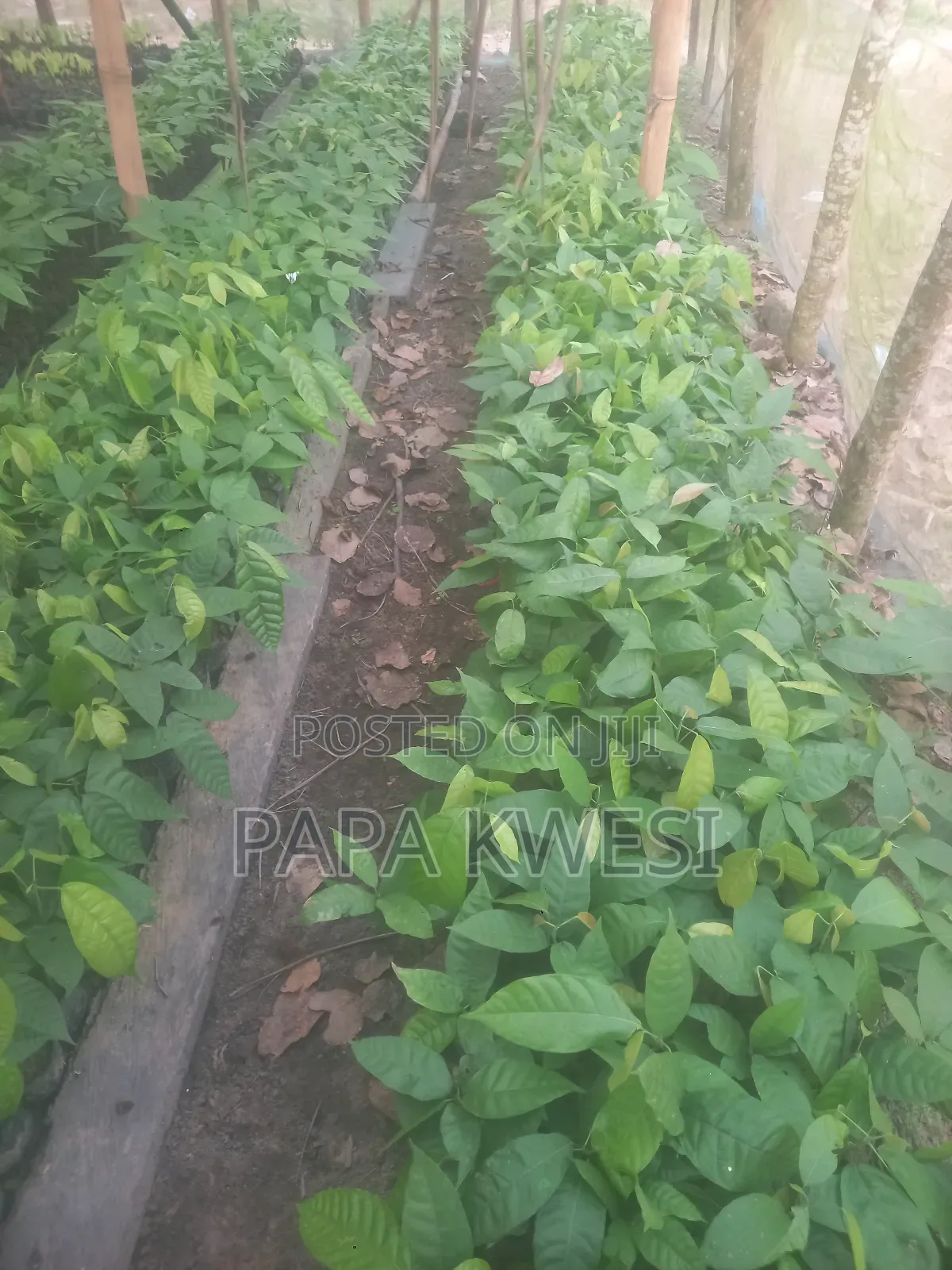 Trinitario Hybrid Cocoa of Criollo and Forastero Seedlings