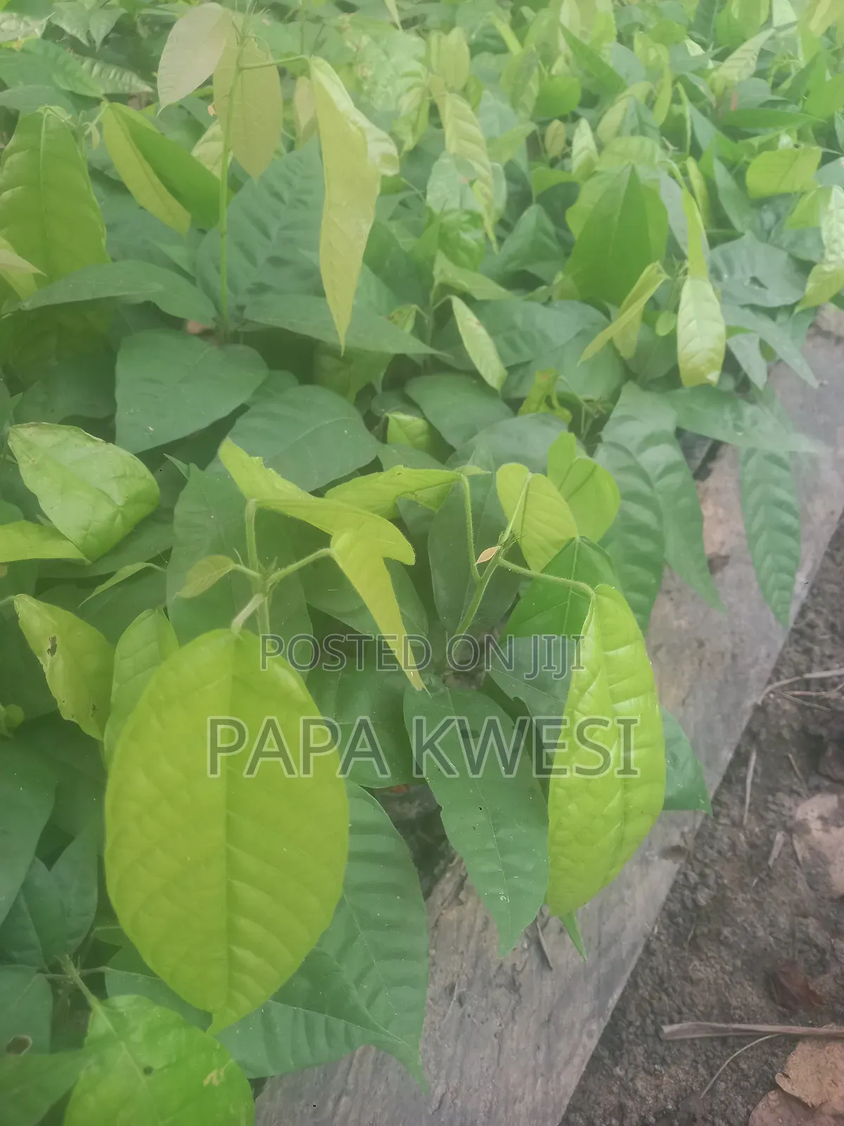 Trinitario Hybrid Cocoa of Criollo and Forastero Seedlings