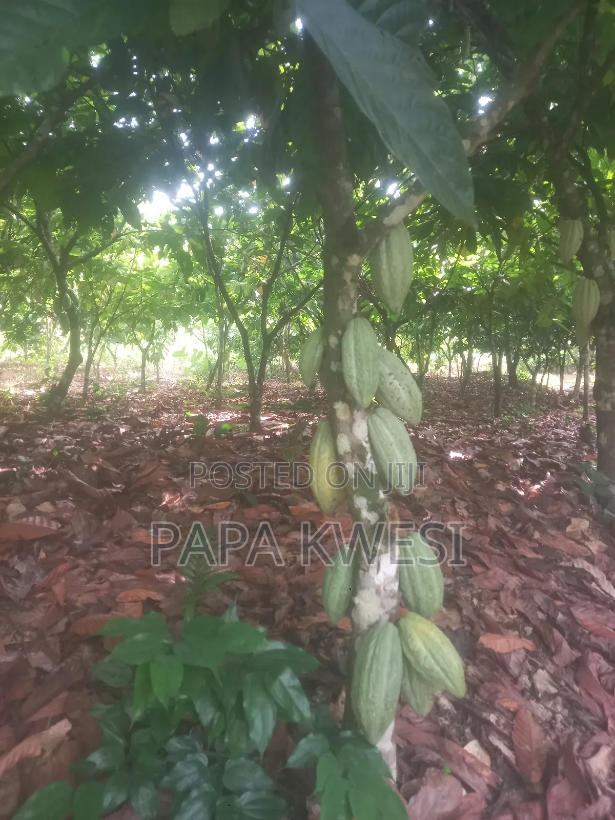 Trinitario Hybrid Cocoa of Criollo and Forastero Seedlings