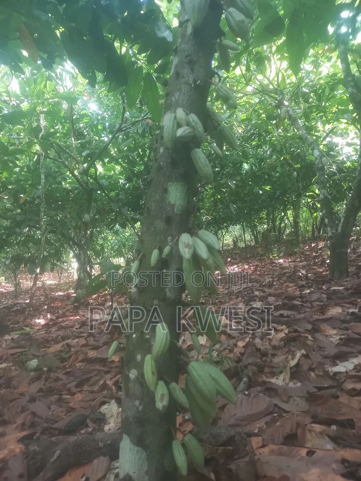 Trinitario Hybrid Cocoa of Criollo and Forastero Seedlings