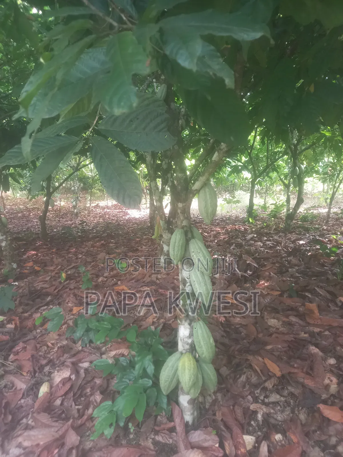 Trinitario Hybrid Cocoa of Criollo and Forastero Seedlings