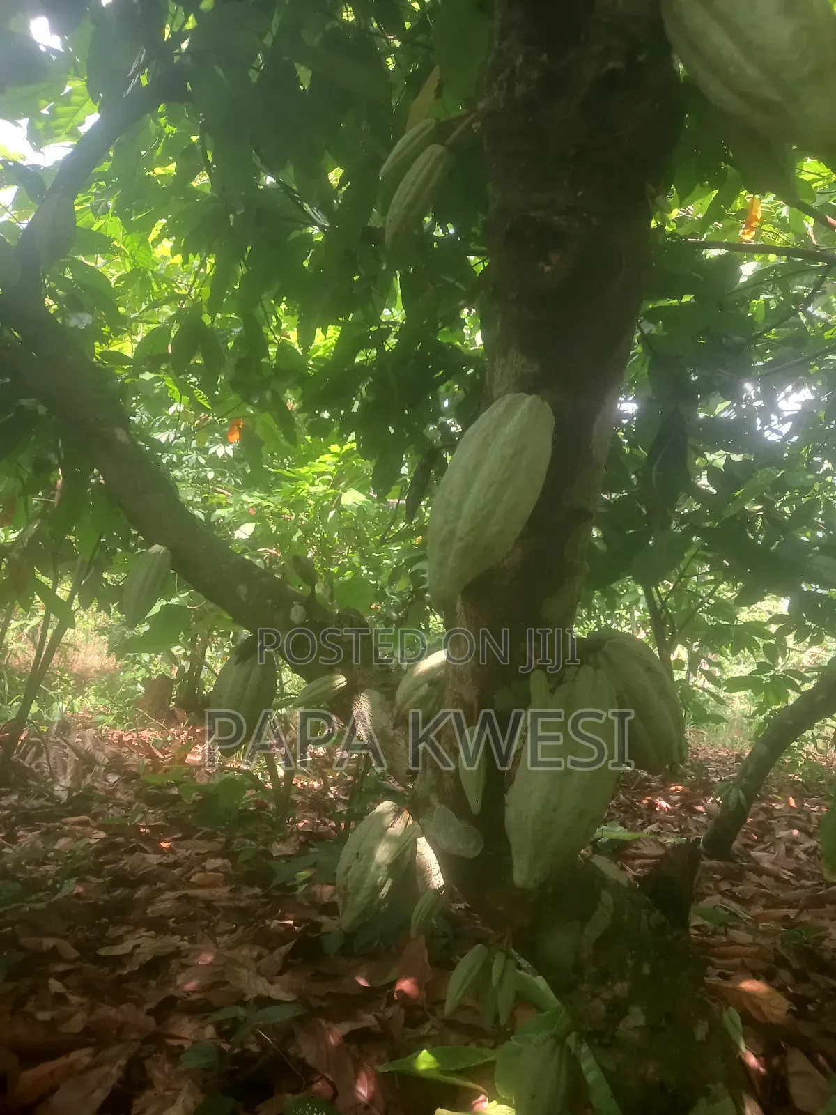 Trinitario Hybrid Cocoa of Criollo and Forastero Seedlings