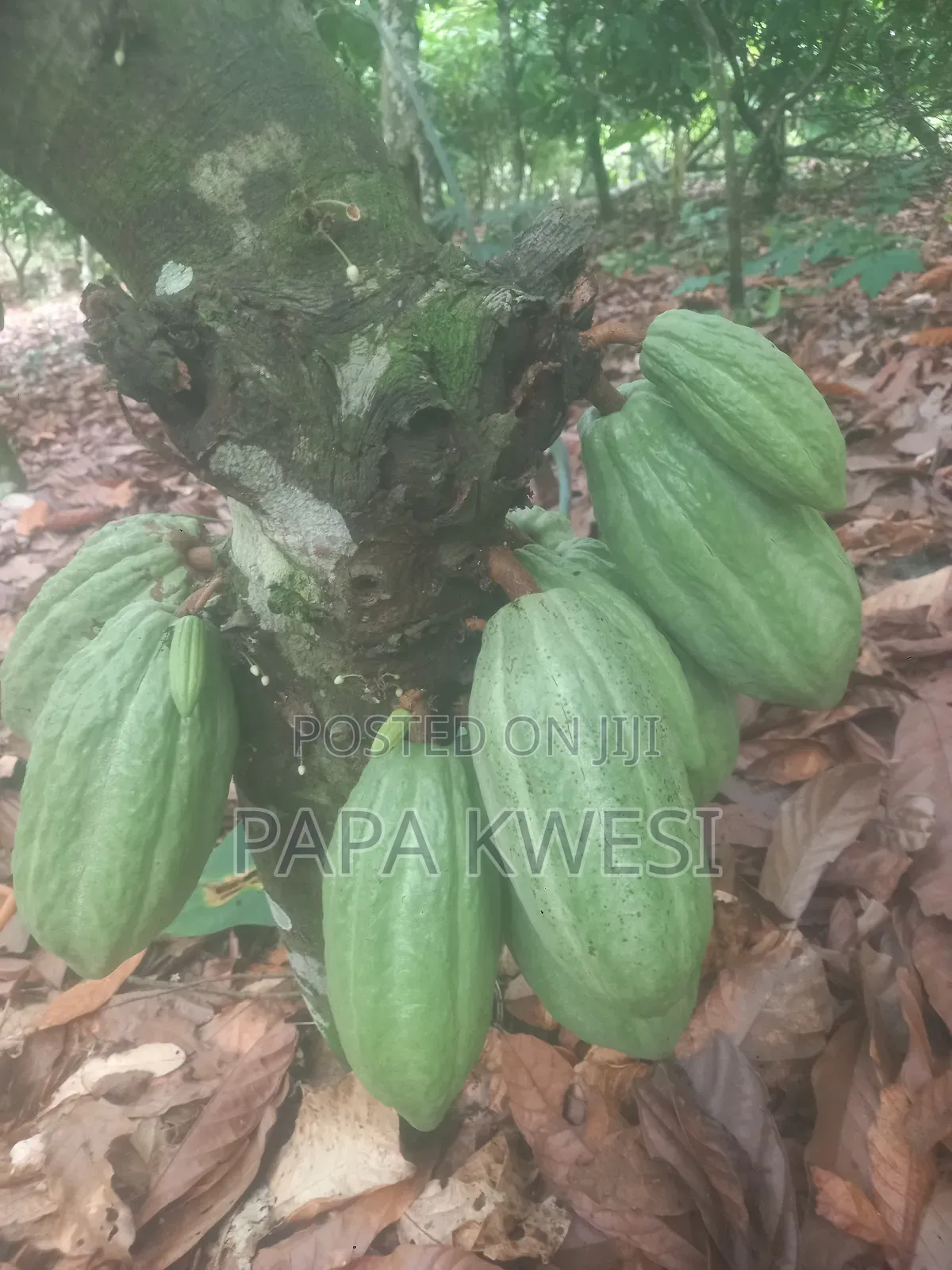 Trinitario Hybrid Cocoa of Criollo and Forastero Seedlings