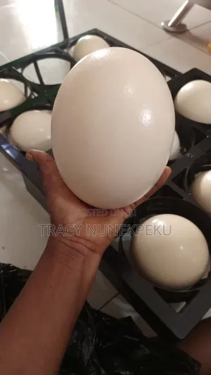 Fresh Ostrich Eggs ( Unfertilized) for Sale