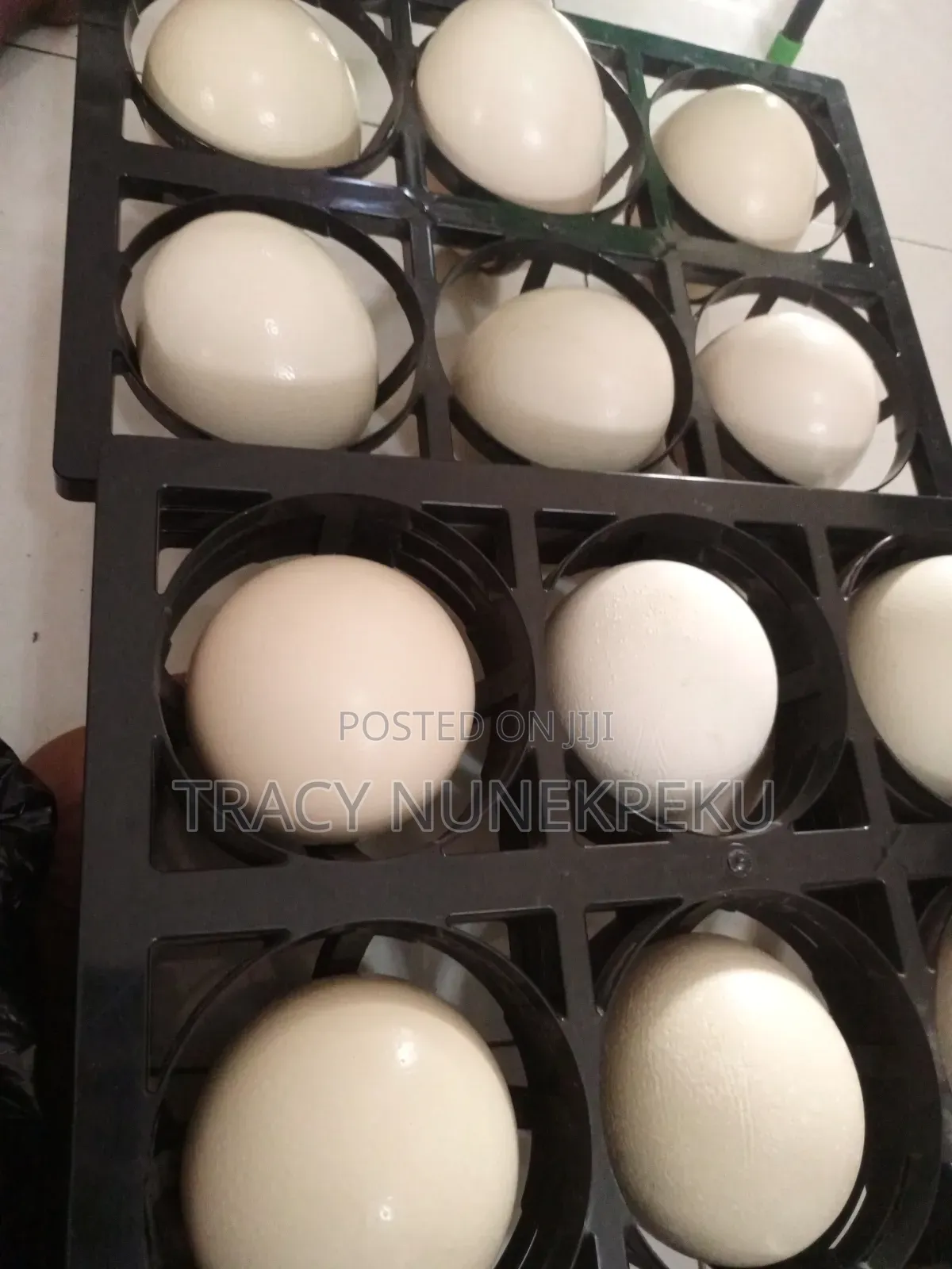 Fresh Ostrich Eggs ( Unfertilized) for Sale