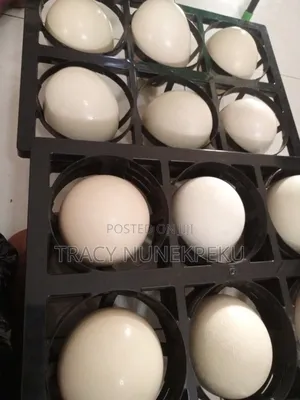 Fresh Ostrich Eggs ( Unfertilized) for Sale