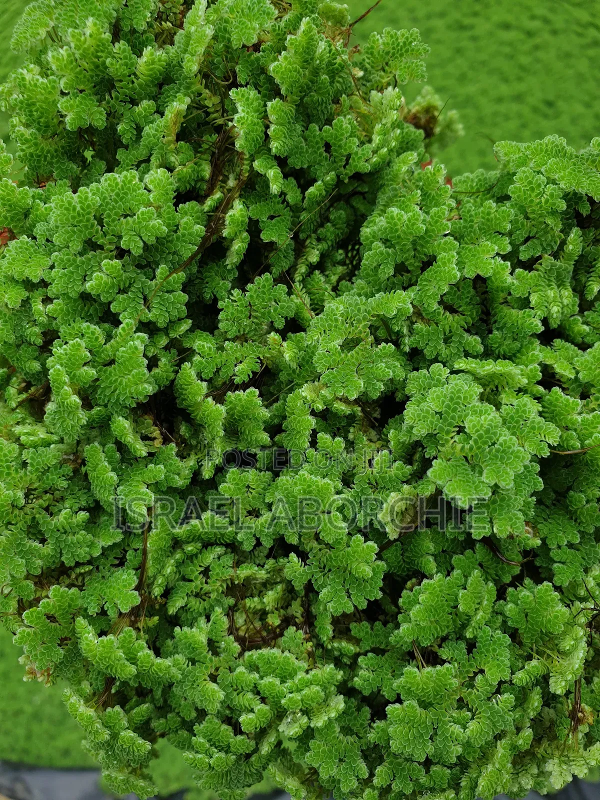 Azolla Plant