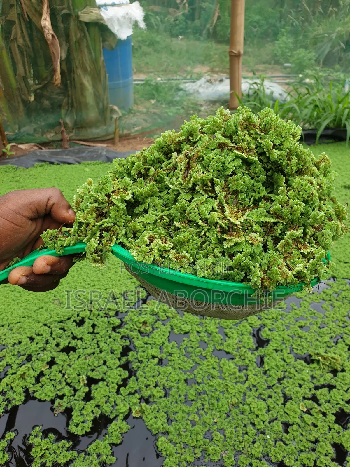 Azolla Plant