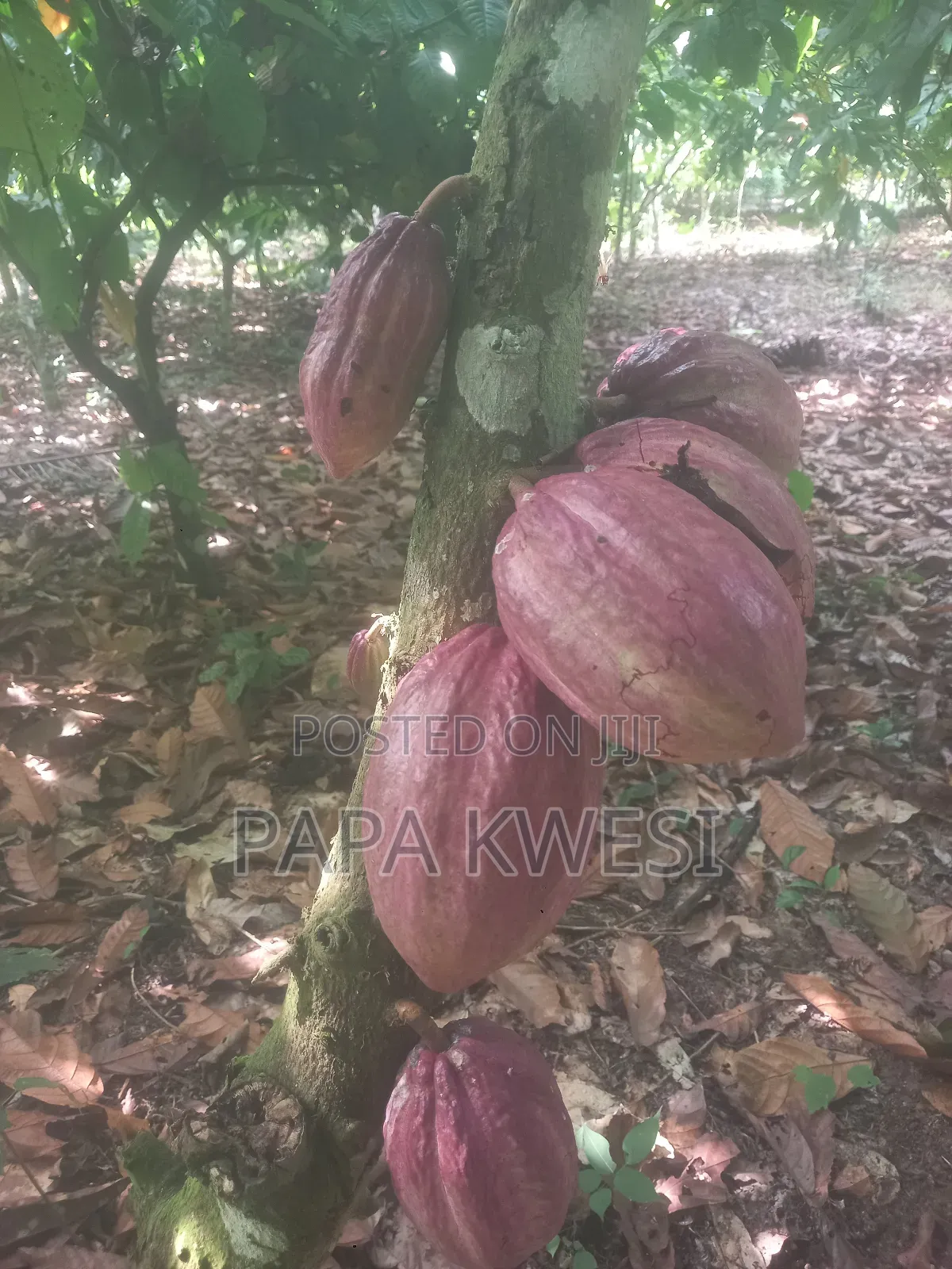 Trinitario Hybrid Cocoa of Criollo and Forastero Seedlings