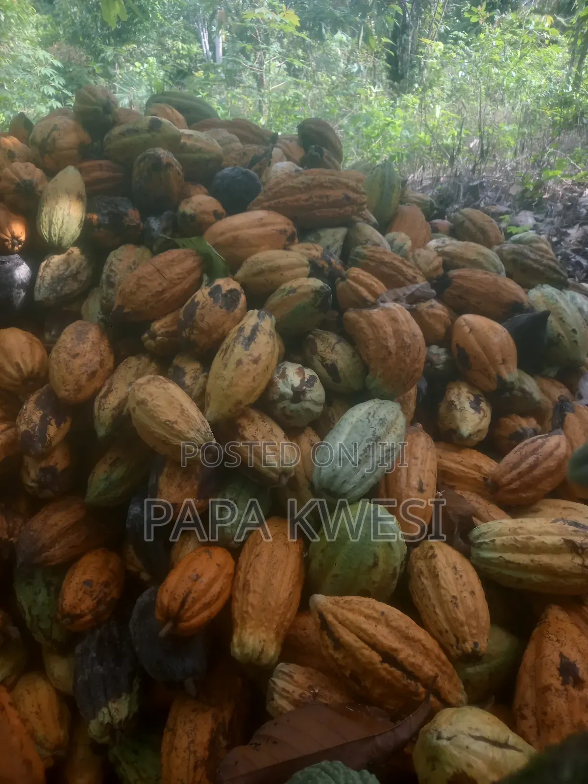 Trinitario Hybrid Cocoa of Criollo and Forastero Seedlings