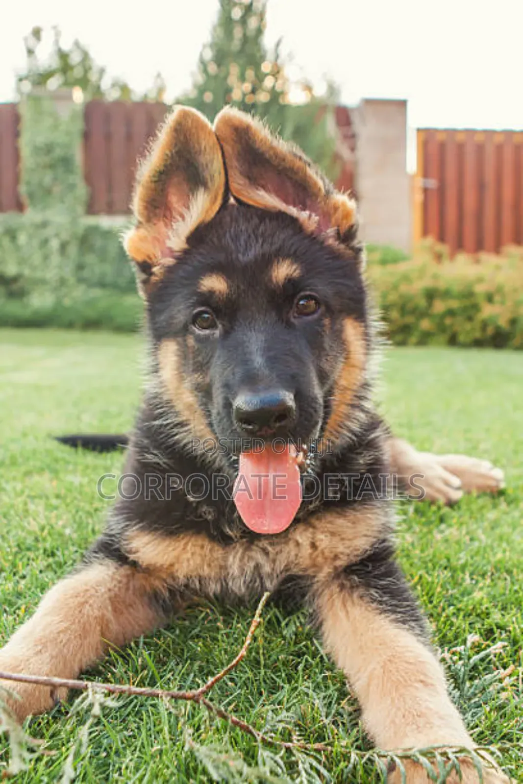 1-3 months Male Purebred German Shepherd