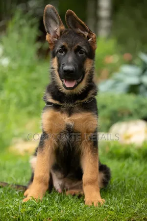 1-3 months Male Purebred German Shepherd